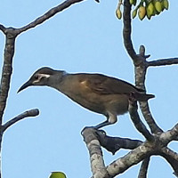 Tawny-breasted Honeyeater
